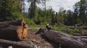 Best Tree Removal  in Goshen, CA