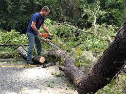 Best Commercial Tree Services  in Goshen, CA