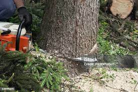 Best Tree Maintenance Programs  in Goshen, CA