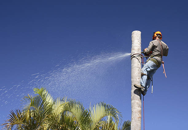 Lawn Renovation and Restoration in Goshen, CA