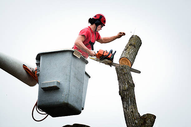 Goshen, CA Tree Care Company