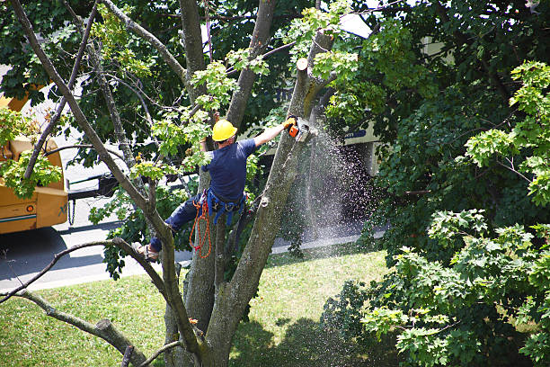 Lawn Irrigation Installation and Maintenance in Goshen, CA