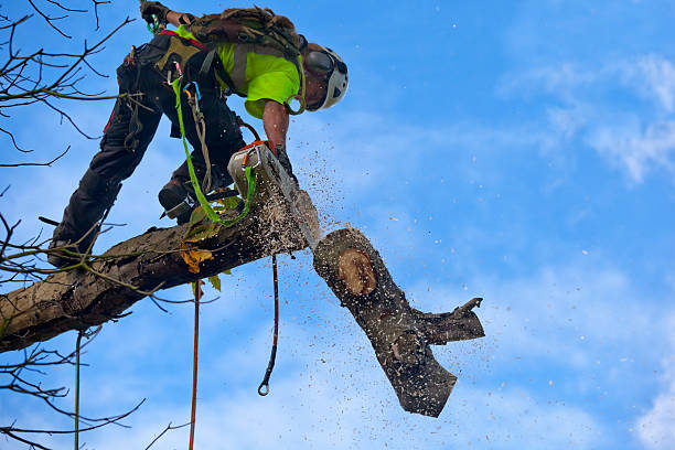 How Our Tree Care Process Works  in  Goshen, CA